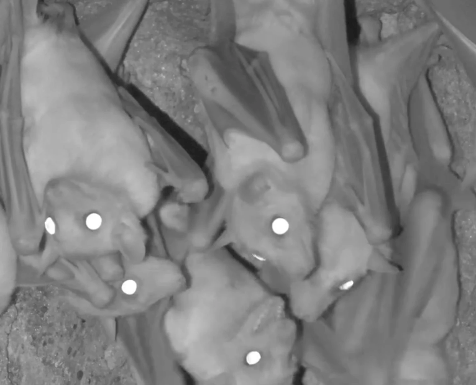 Los animales magnéticos